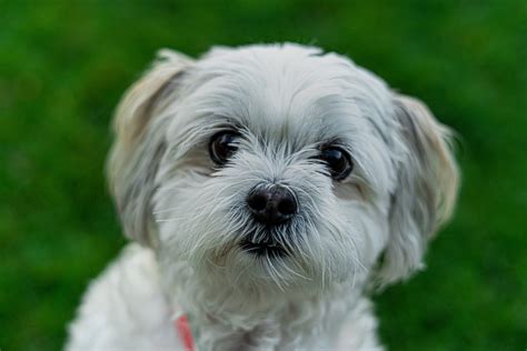 most loving small dog breeds